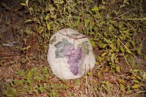 DSCN2600
